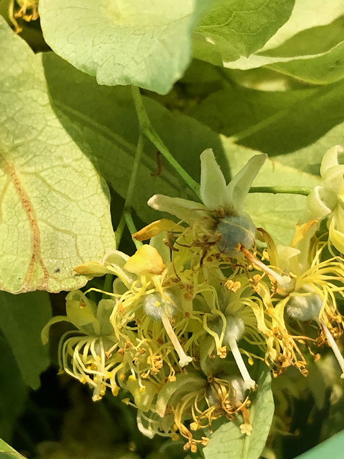 Lindenblueten_Eistee2